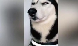 二哈视频谁爆料的,是谁掀起了这场网络热潮？